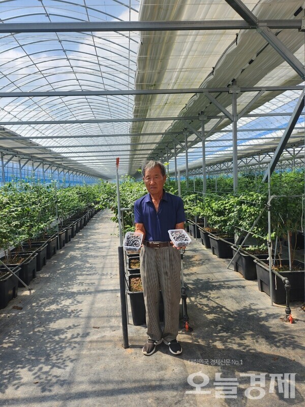 환경 블루베리로 억대 소득, 영광 장세원 씨의 성공적인 귀농 사례