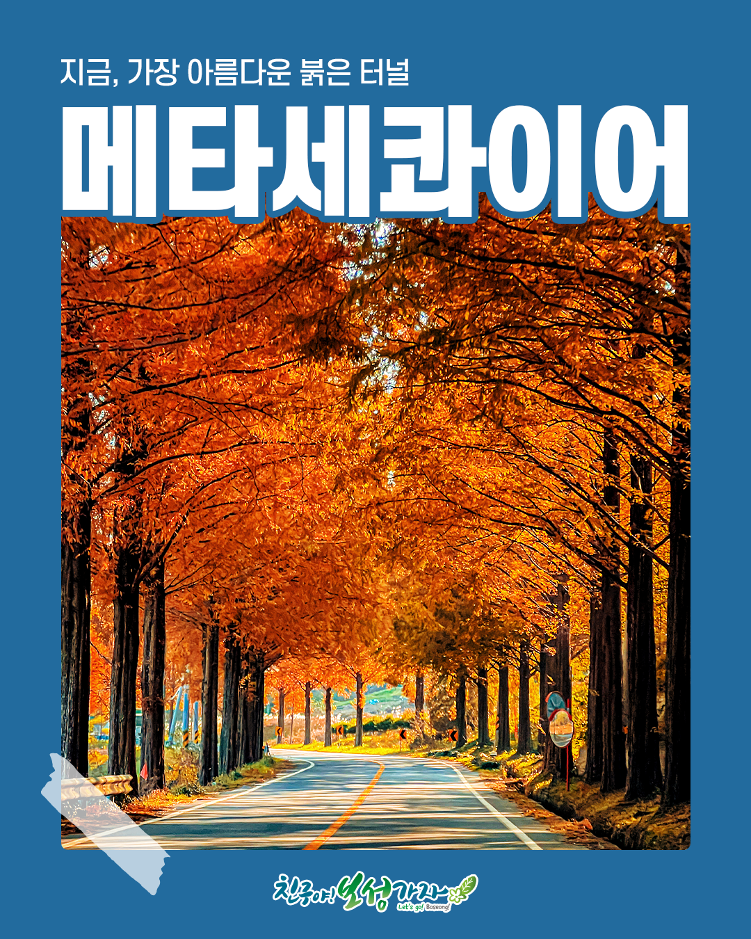 지금, 가장 아름다운 붉은 터널 보성 메타세콰이어길